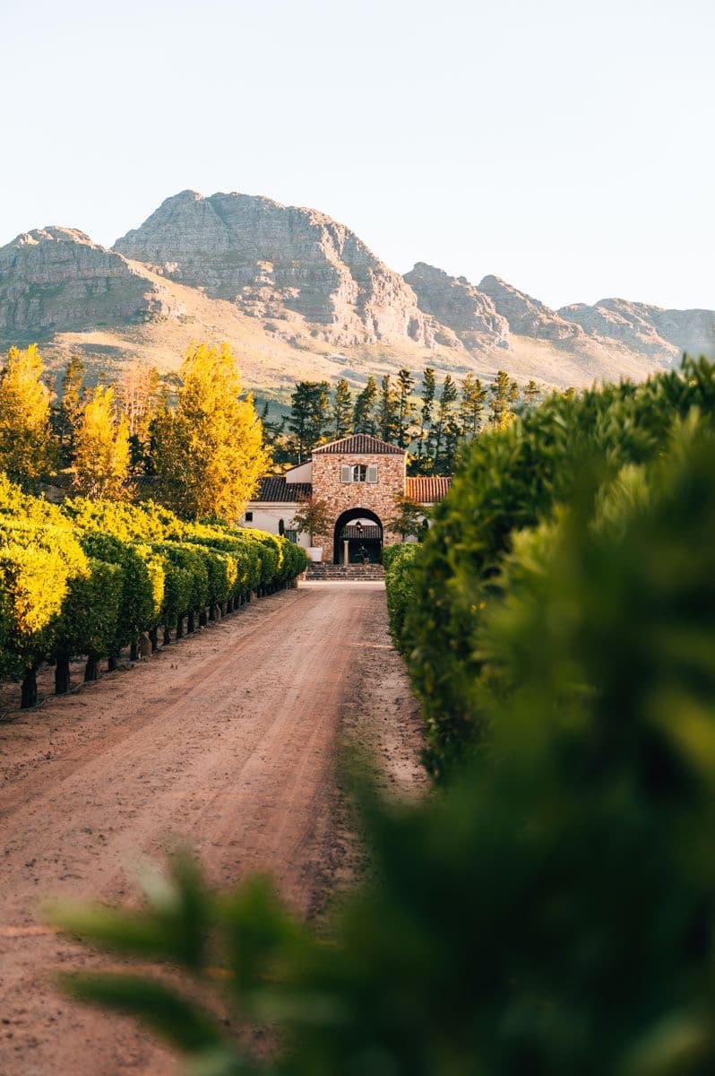 Rows of vines and Cape Dutch gables on a Stellenbosch wine estate